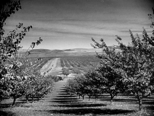 THE_GRAPES_OF_WRATH-30