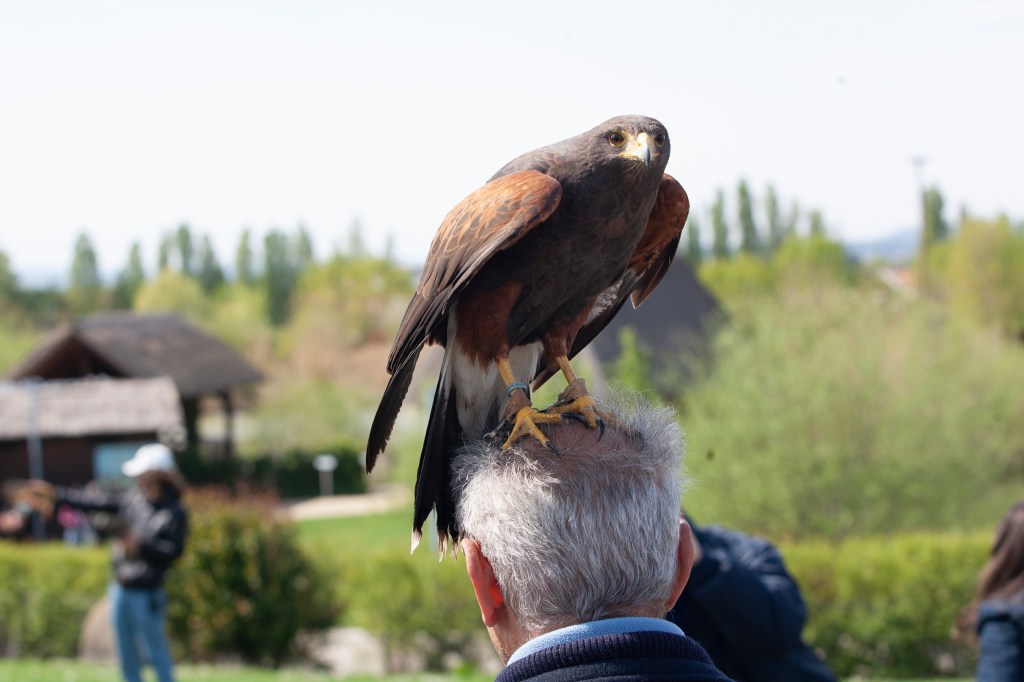 365, la giostra dei colori – COLORE&nbsp;62